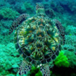 Meet your Posher, Janice - m.